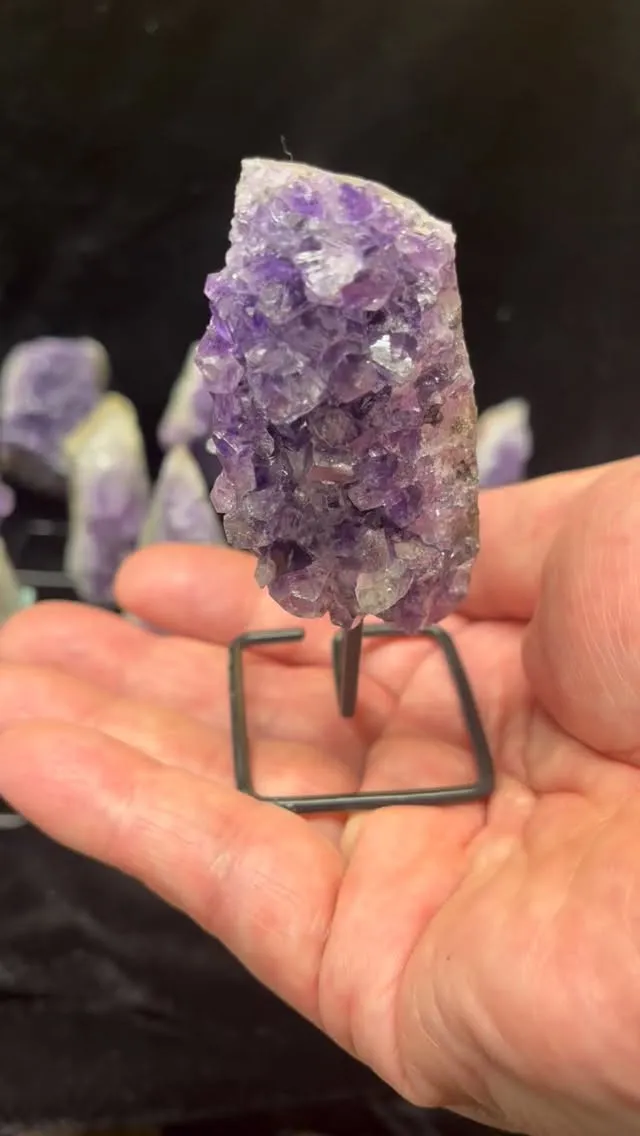 ミニアメジストファミリーお披露目会😁